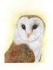 Barny the Barn Owl