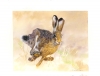 Startled Hare