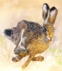 Startled Hare