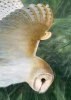 Barn Owl Territory