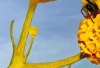 Bee on Orange ball flower 