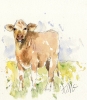 South Devon Calf