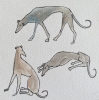 Group of Greyhounds framed