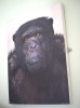 Chimpanzee