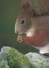 Red Squirrel
