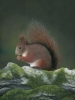 Red Squirrel
