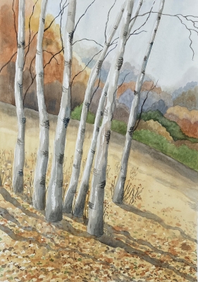 AUTUMN SILVER BIRCHES