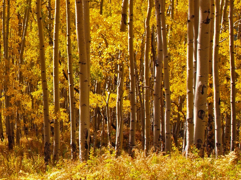 Colorado Gold