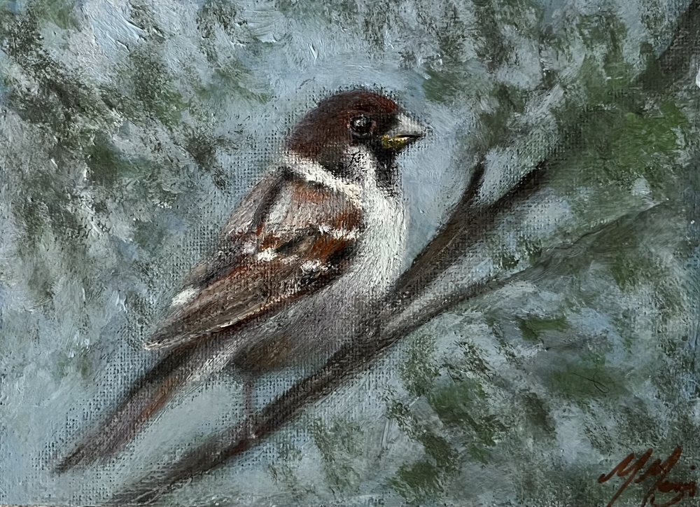 House Sparrow