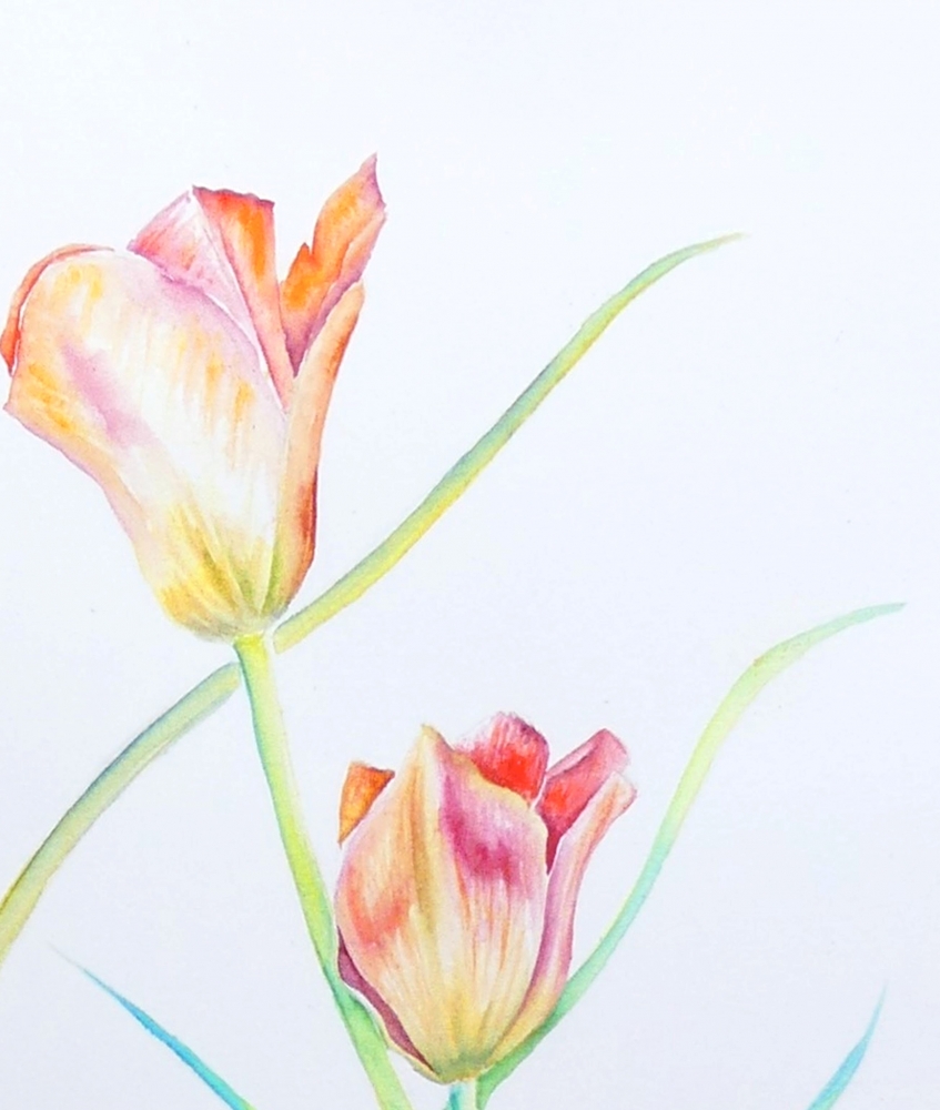 Six Coral Tulips