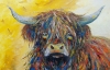 Highland cow