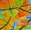 The Sky Beyond Autumn Leaves