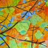 The Sky Beyond Autumn Leaves