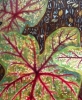 Red Caladium Leaves