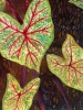 Red Caladium Leaves