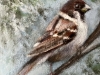 House Sparrow