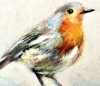 Robin 