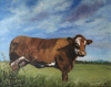 ‘How Now Brown Cow’