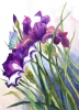 IRISES AND BUTTERFLY