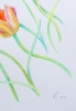Six Coral Tulips