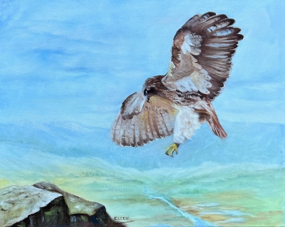 Hawk