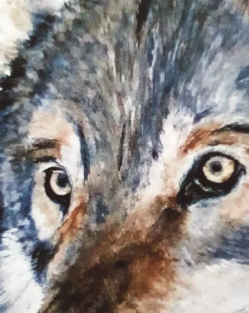 Portrait of a Wolf