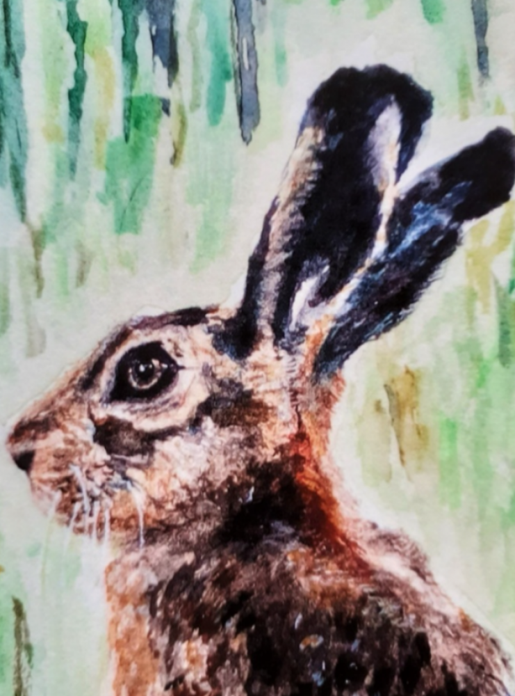 Young Hare