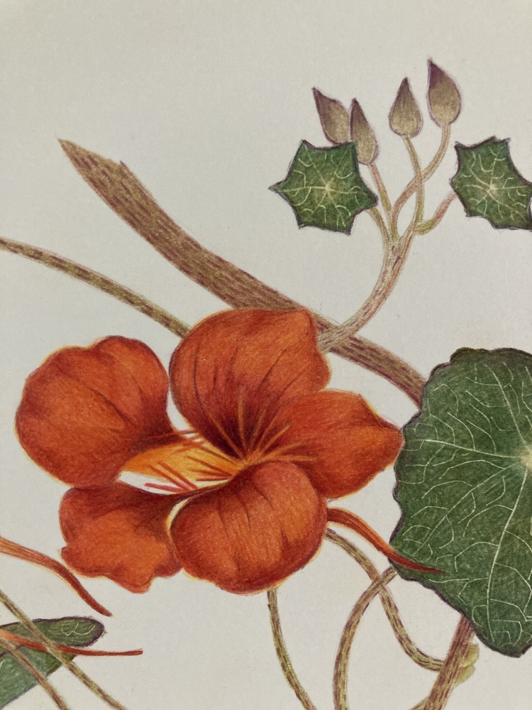 Nasturtium