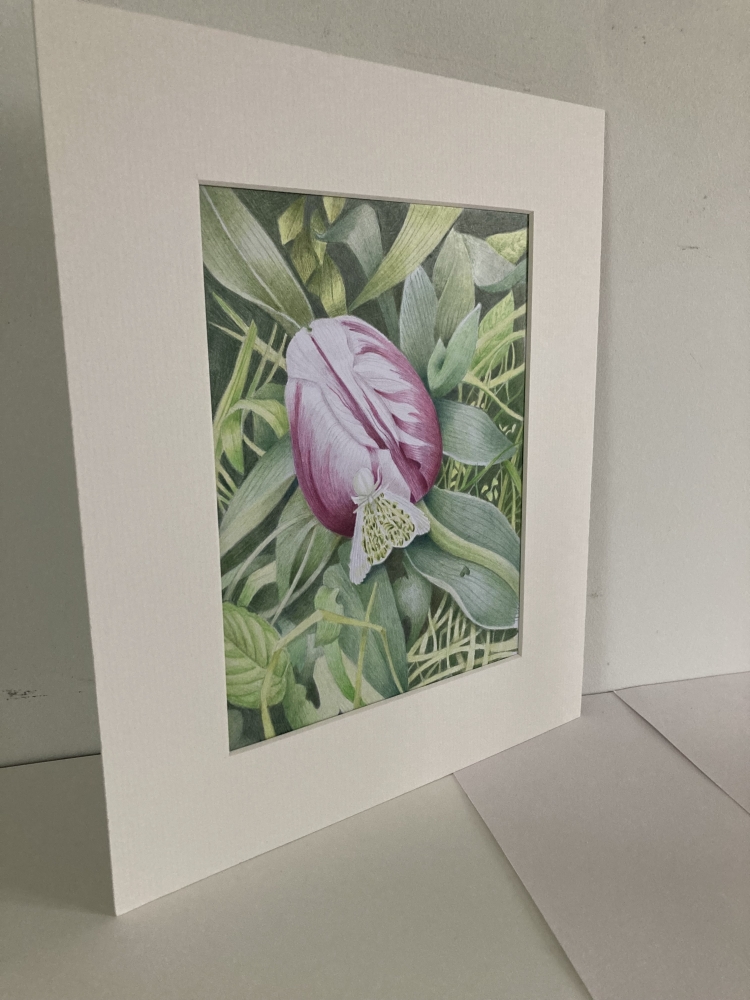 Tulip with Moth