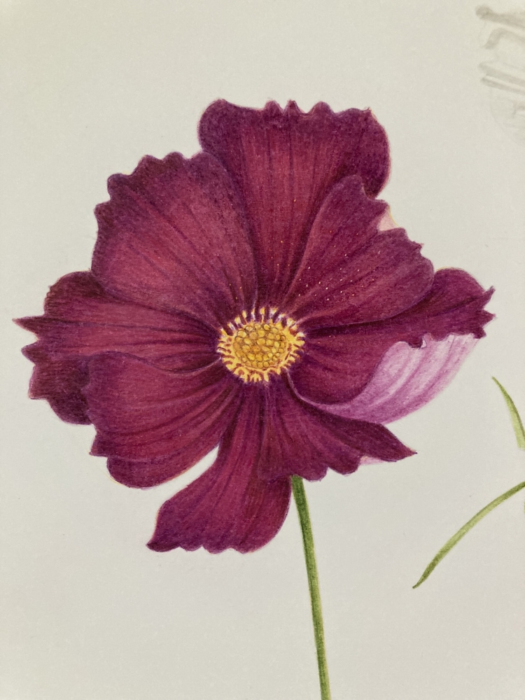 Cosmos bipinnatus