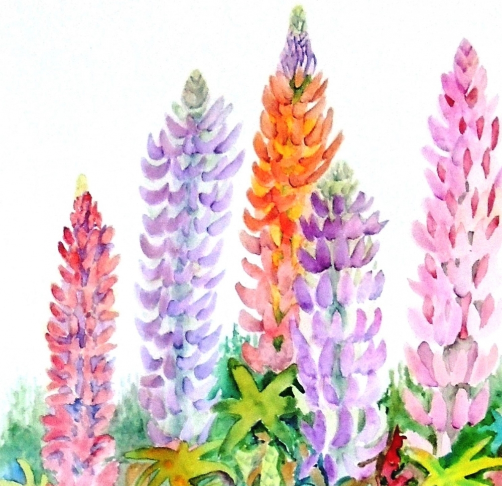 Cottage Garden Lupins