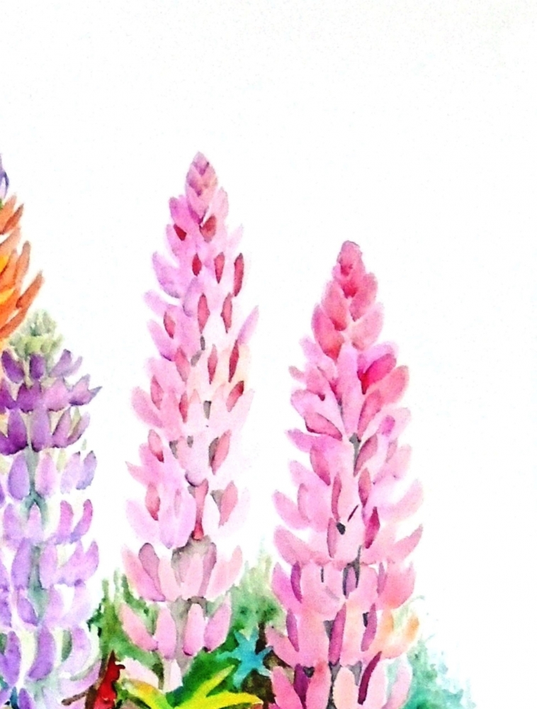 Cottage Garden Lupins