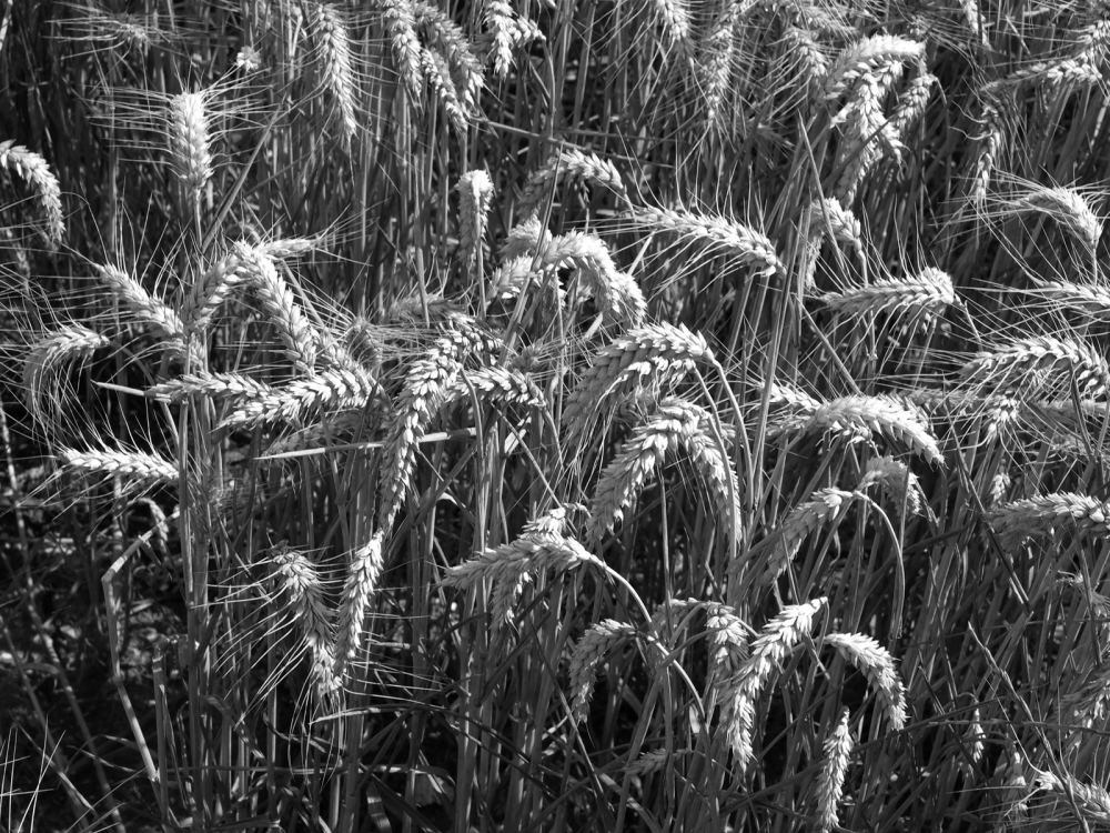 Ears of Wheat 3