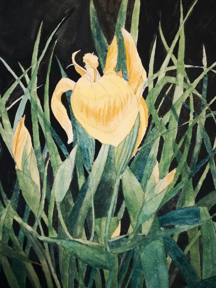 Yellow iris watercolour painting 