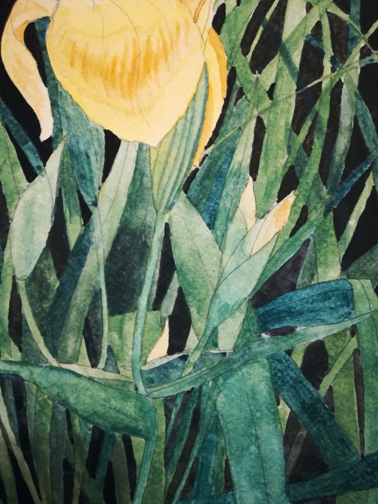 Yellow iris watercolour painting 