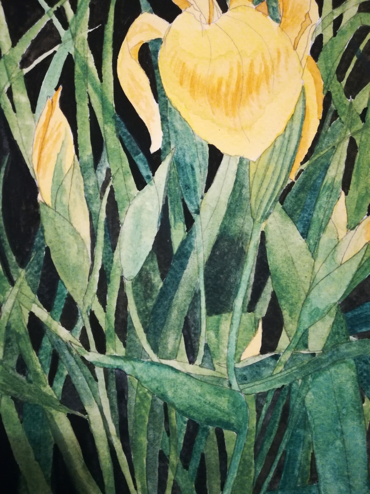 Yellow iris watercolour painting 