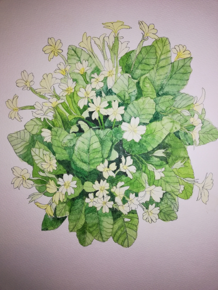 Pale Yellow Primroses 