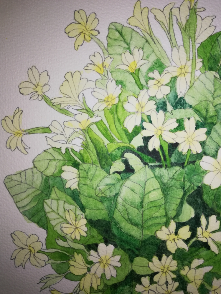 Pale Yellow Primroses 