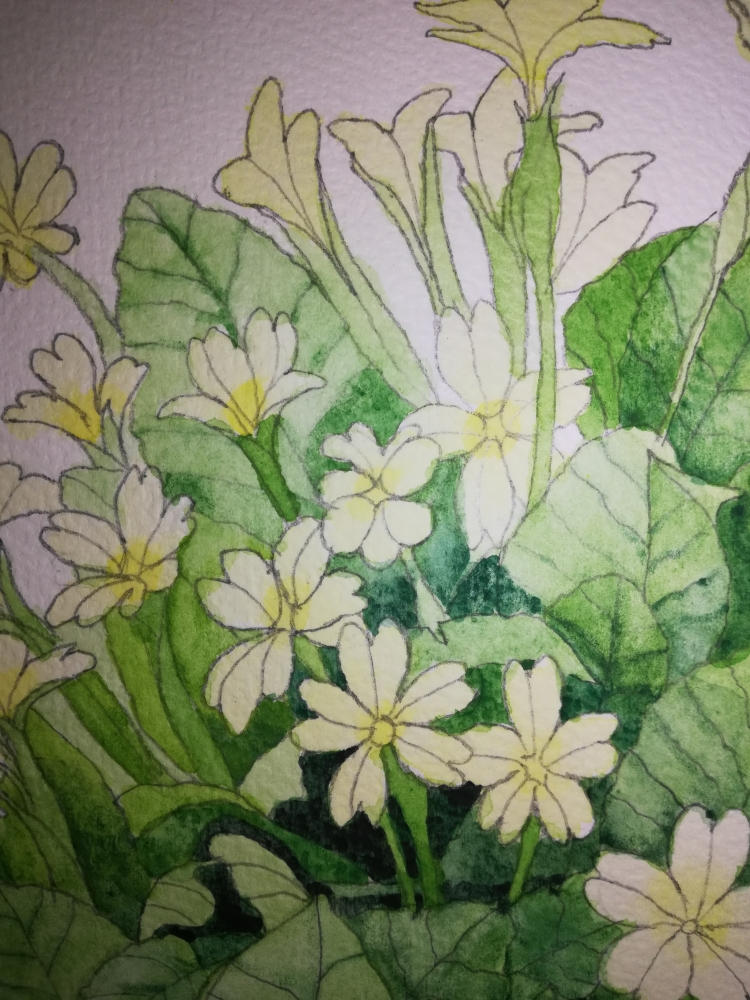 Pale Yellow Primroses 