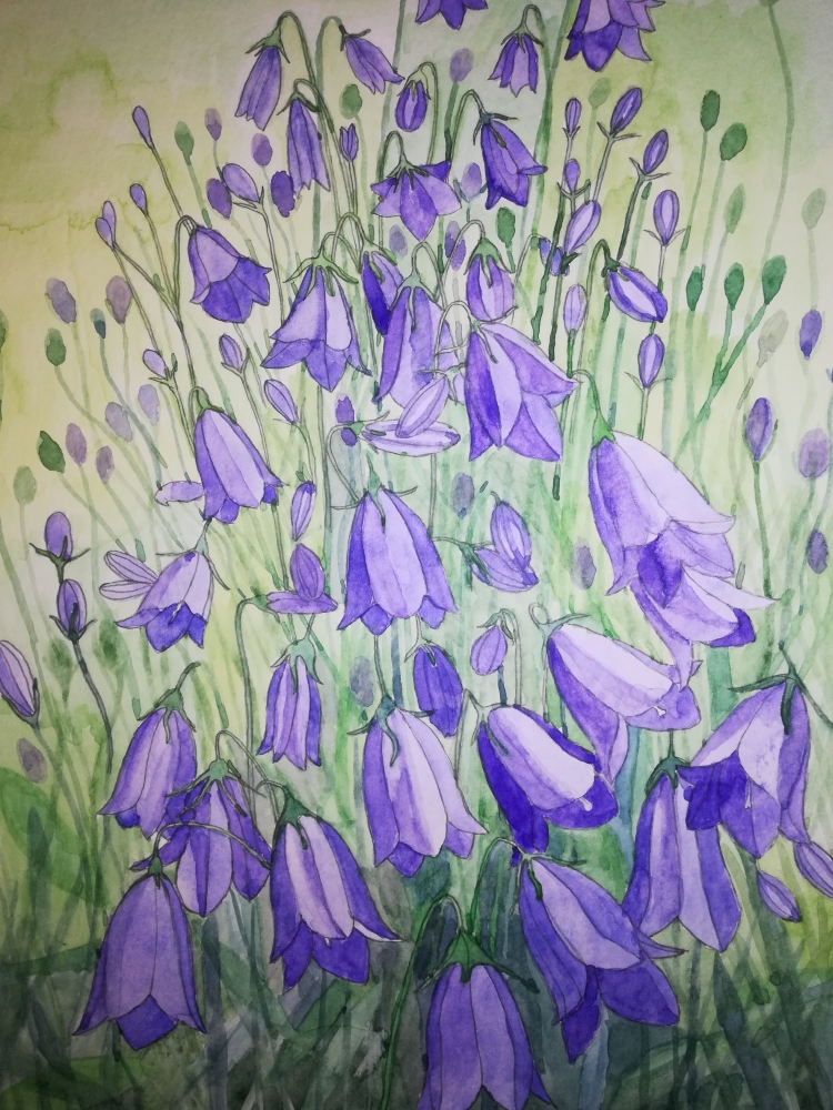 Harebells in watercolour 