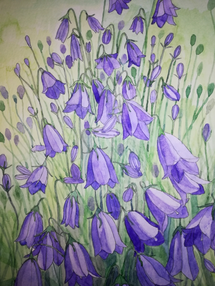 Harebells in watercolour 