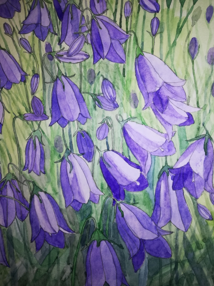 Harebells in watercolour 