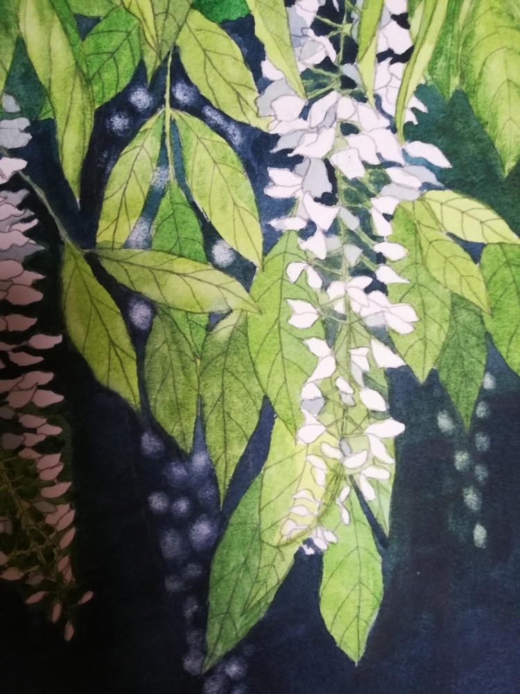 White wisteria watercolour painting 