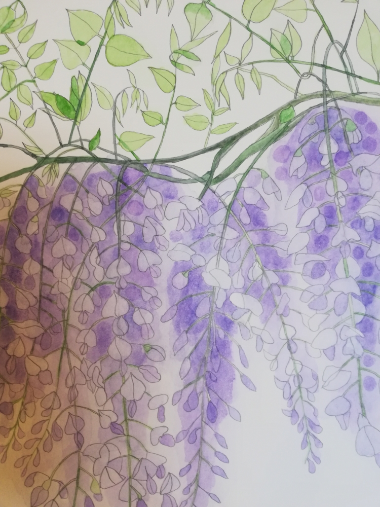 Purple wisteria watercolour painting 