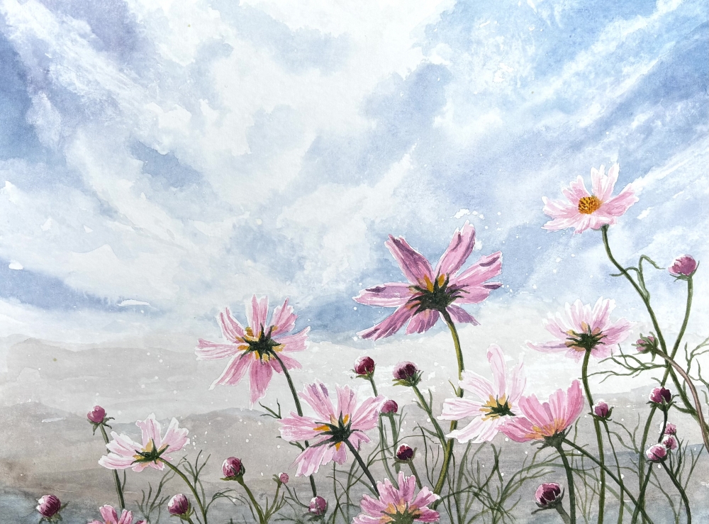 PINK DAISIES