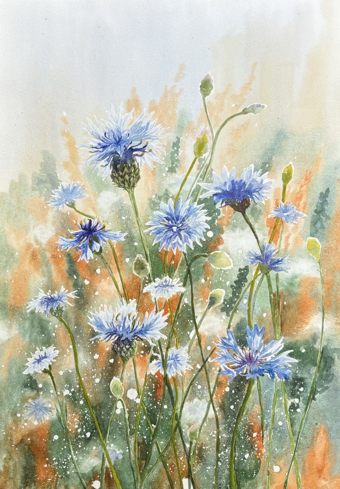 CORNFLOWER MEADOW 