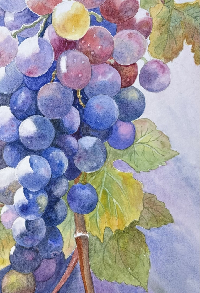 SUNLIT GRAPES