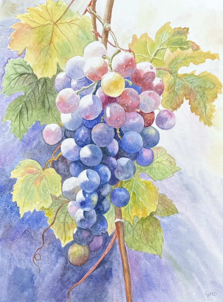 SUNLIT GRAPES