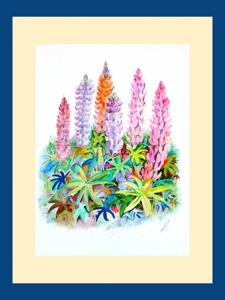 Cottage Garden Lupins