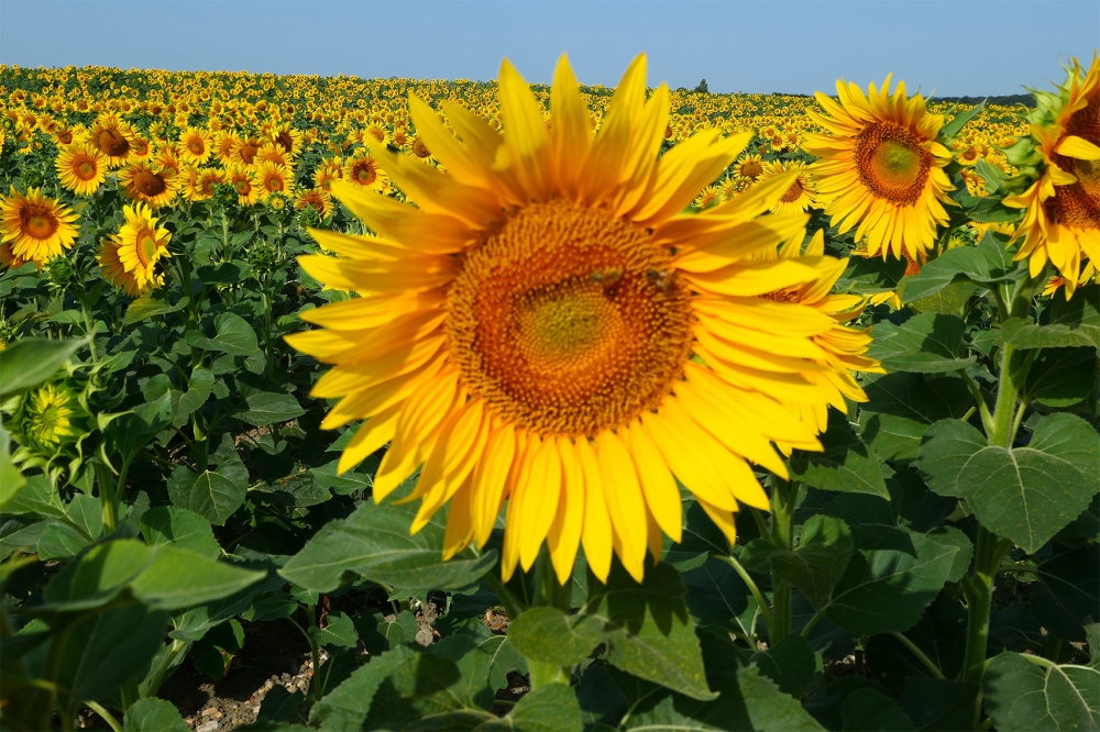 More French Sunflower fields